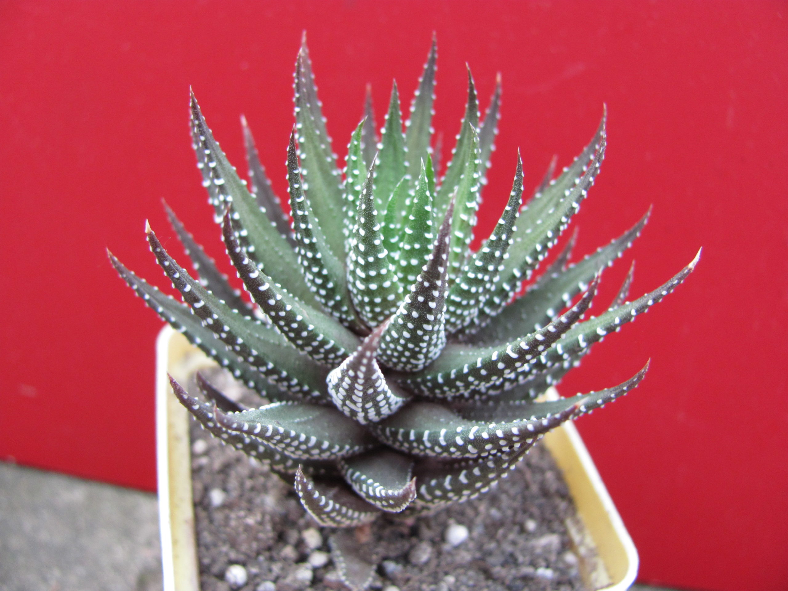 Haworthia     attenuata