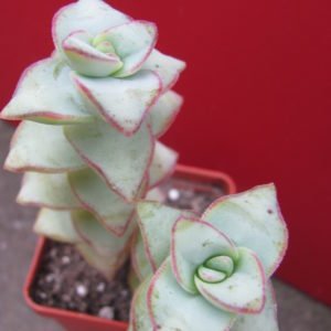 Crassula  perforata  *String of  Buttons*