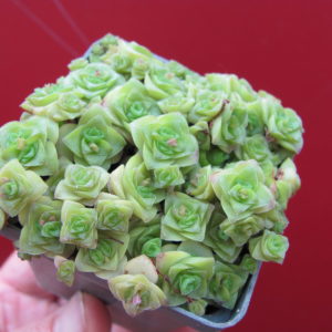 Crassula   socialis