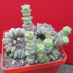 Crassula   marnieriana