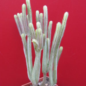 Crassula    licopodioides    variegata