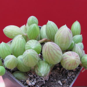 Senecio   herreianus