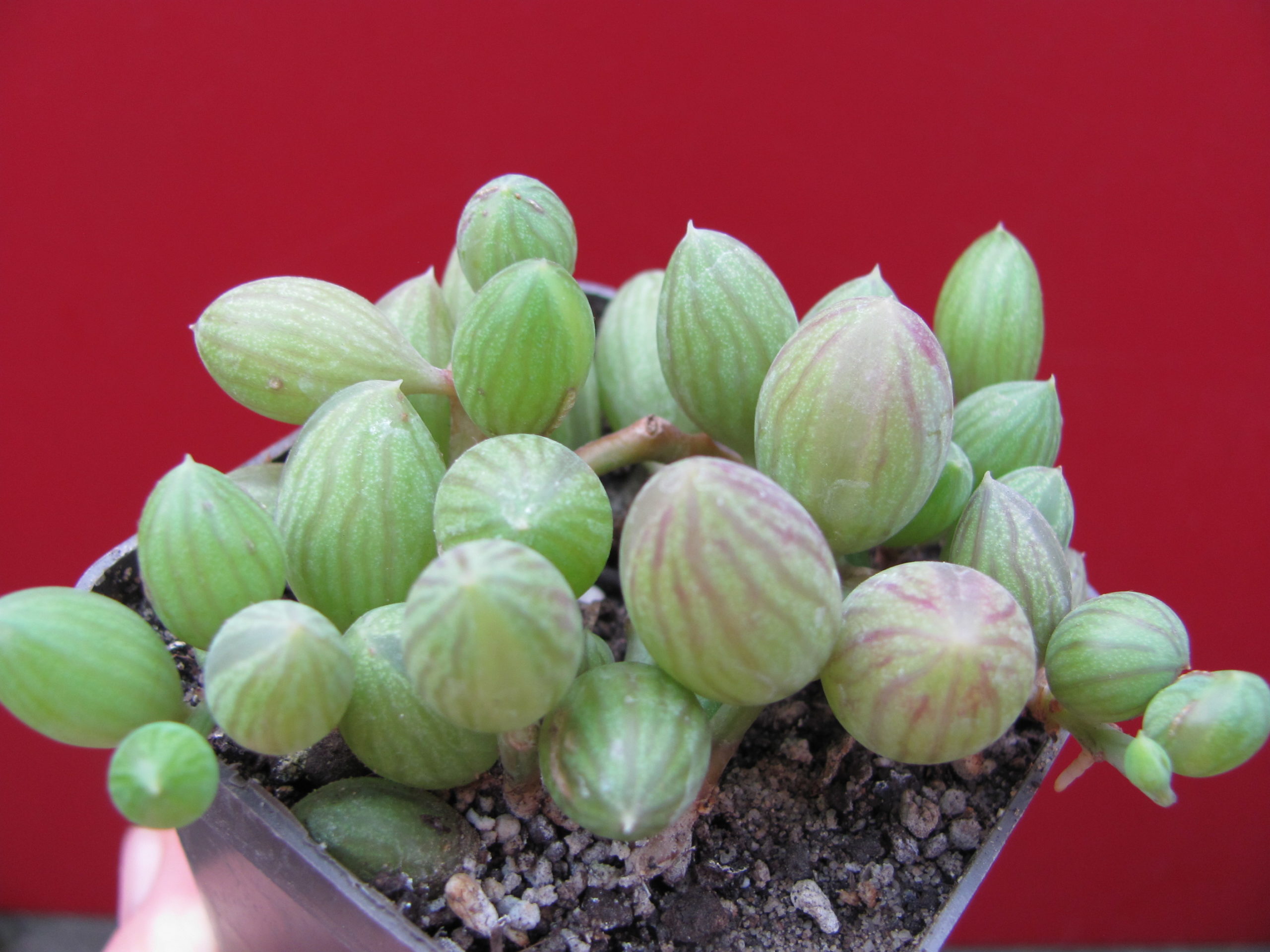 Senecio   herreianus