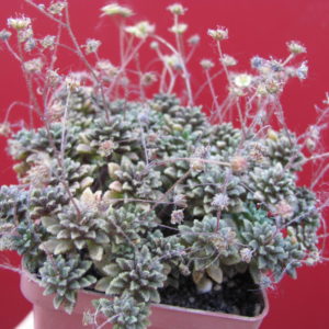 Monanthes   subcrassicaulis