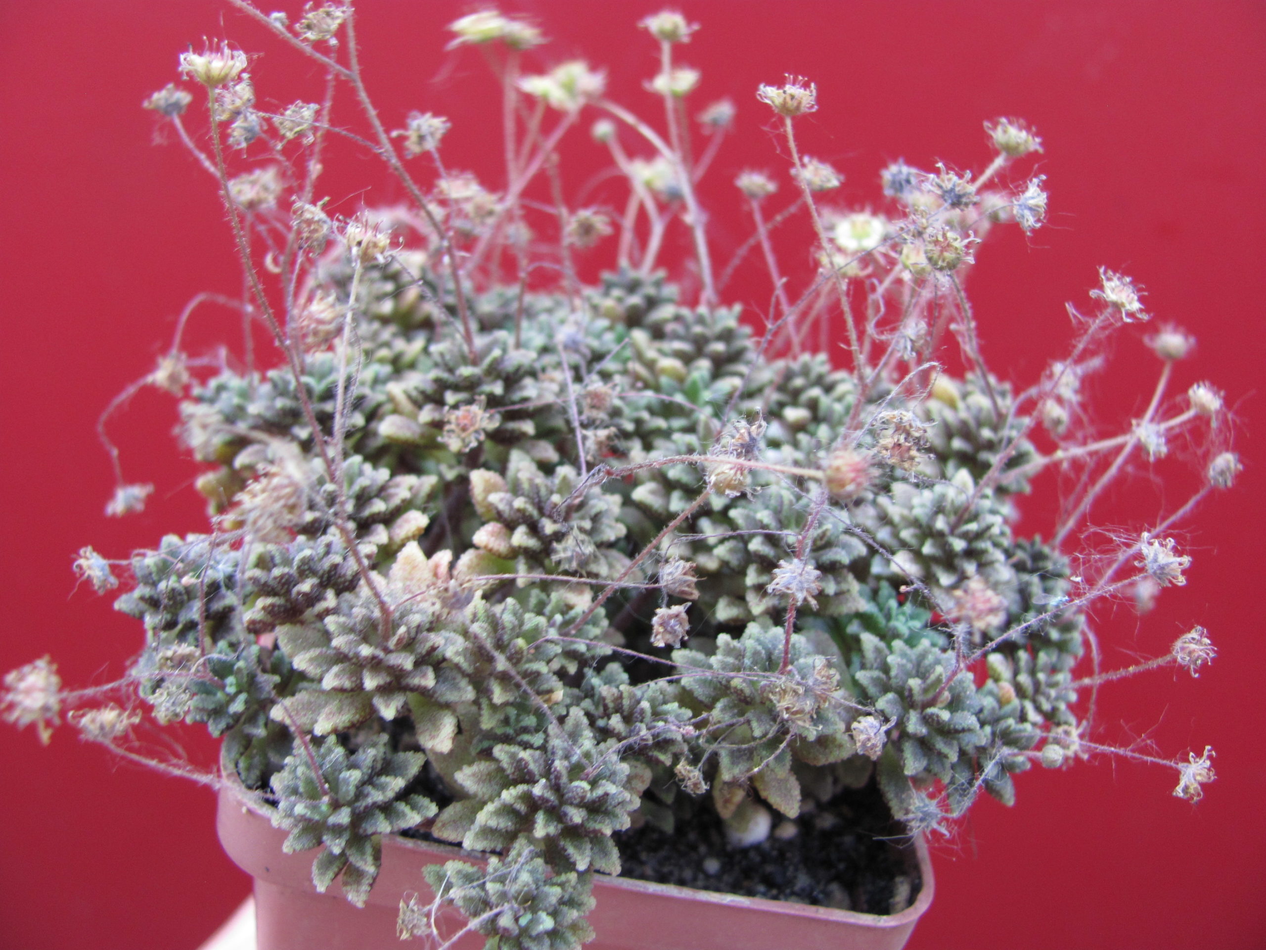 Monanthes   subcrassicaulis