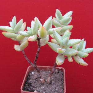 Crassula    perforata