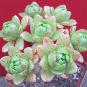 Aeonium    sedifolium   hybr.