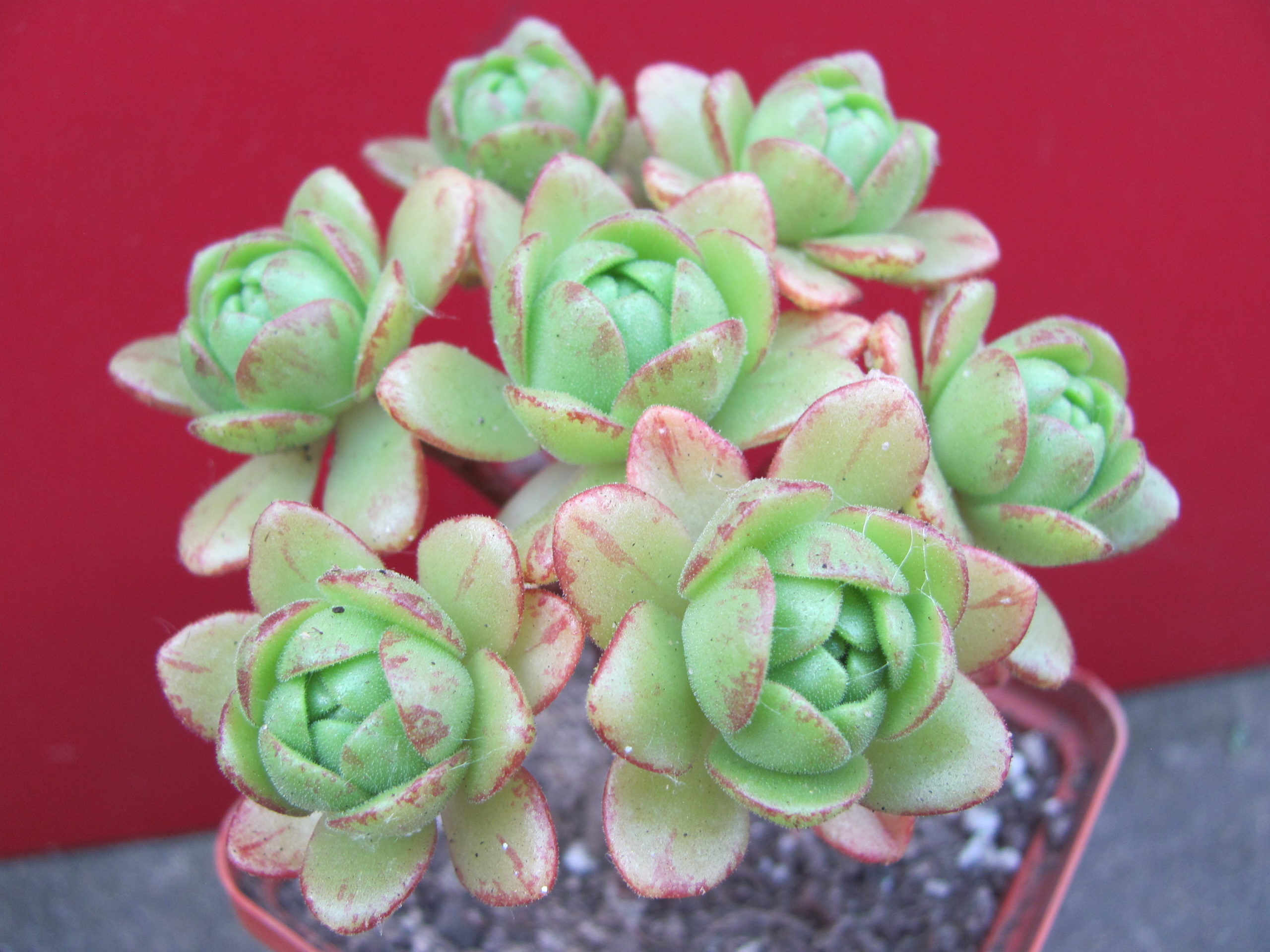 Aeonium sedifolium hybr.