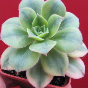 Aeonium   Florescens    variegata