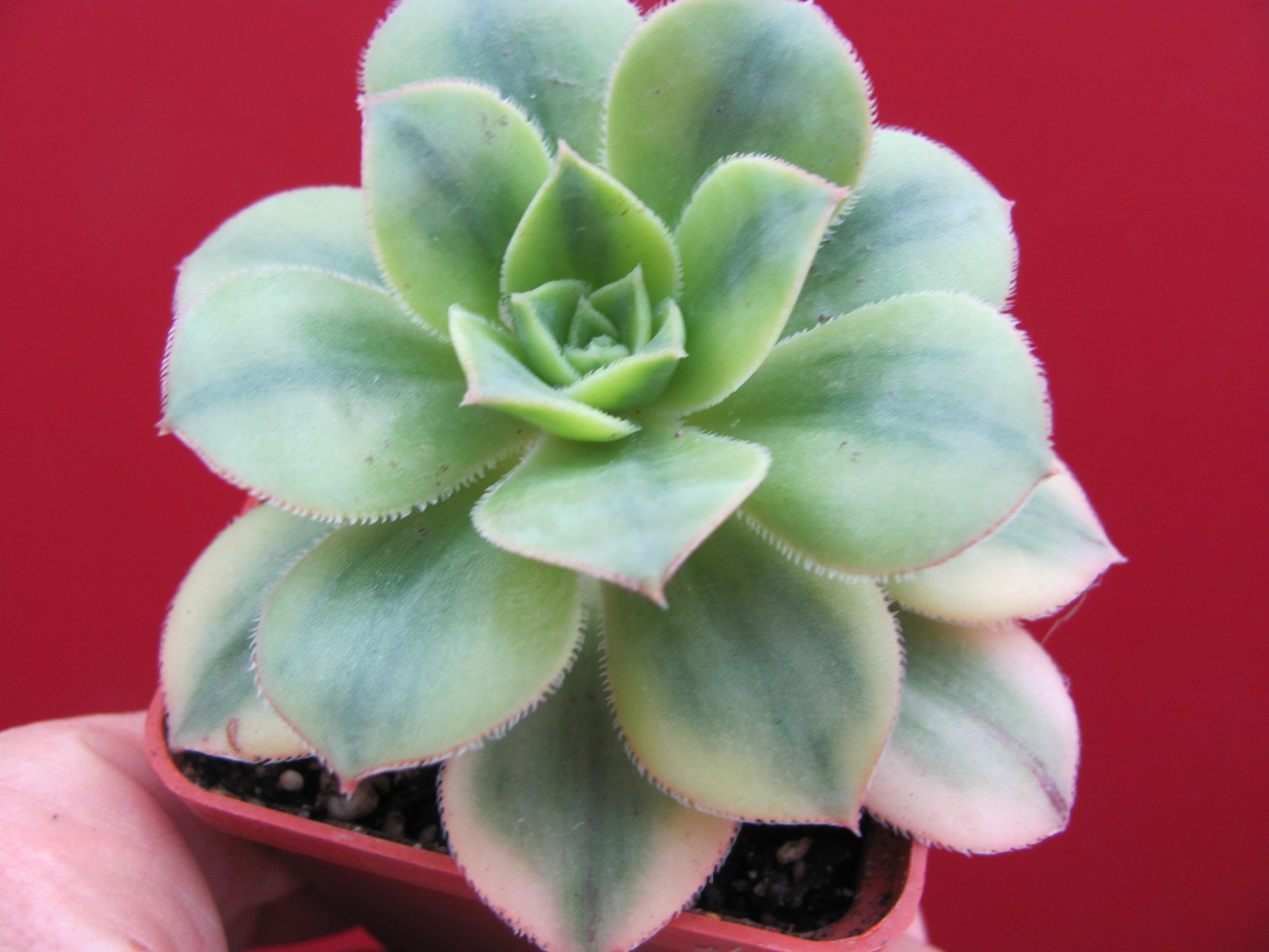 Aeonium Florescens variegata