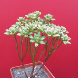 Aeonium   sedifolium