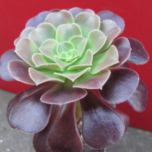 Aeonium    Velour