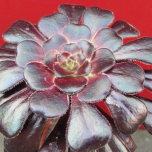 Aeonium  schwarzkopf
