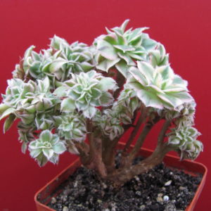 Aeonium   Sunburst   variegata   cristata