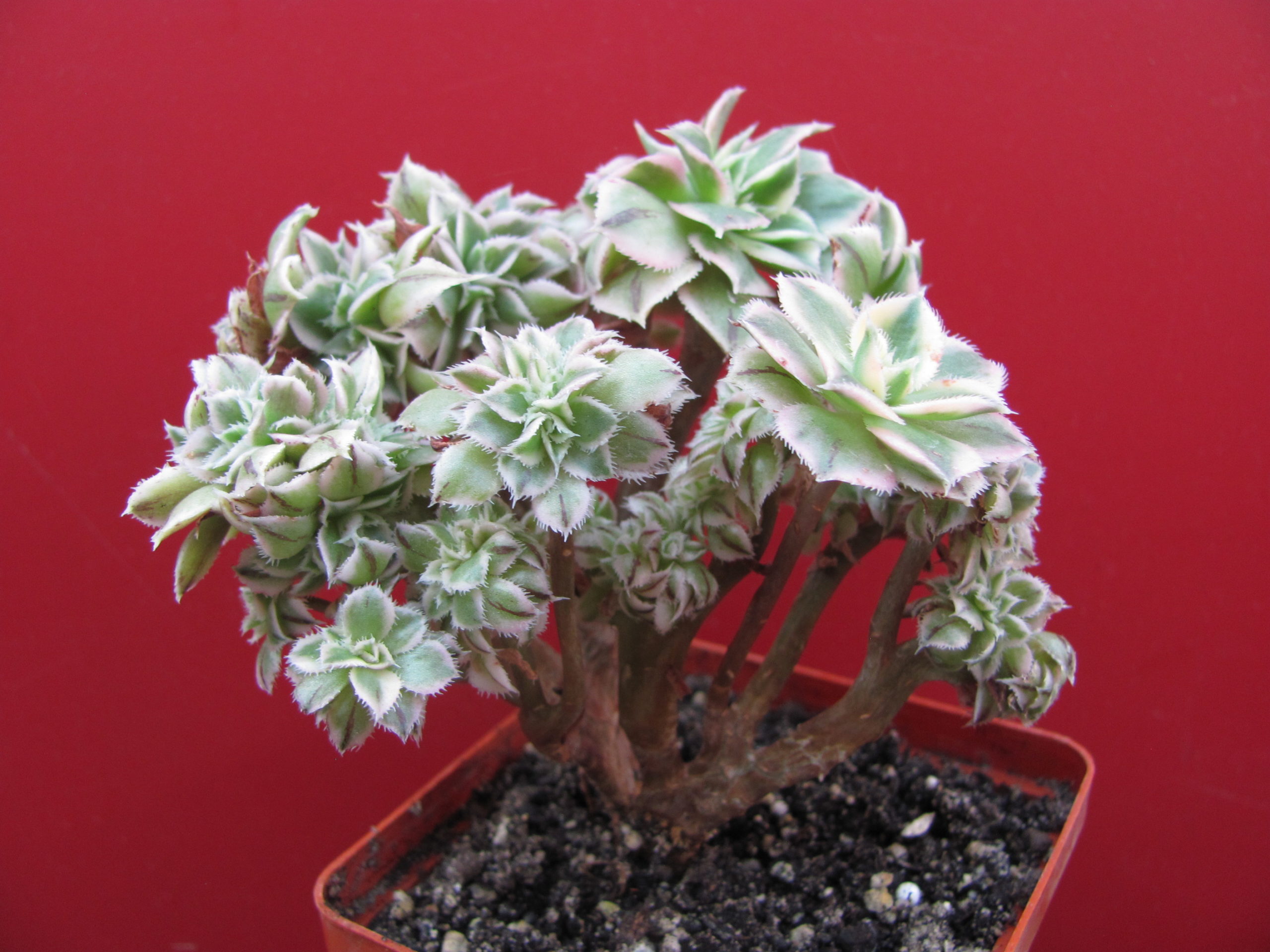 Aeonium Sunburst variegata cristata