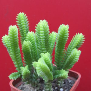 Crassula   purpusii