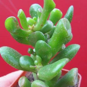 Crassula   ovata   Gollum
