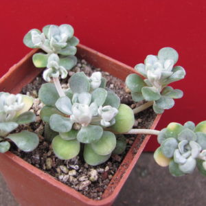 Senecio    spathulifolium    *Cape   Blanco*