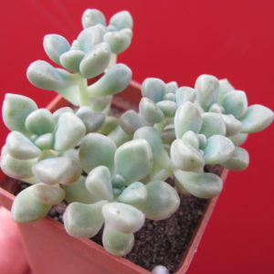 Sedum   Mendosae
