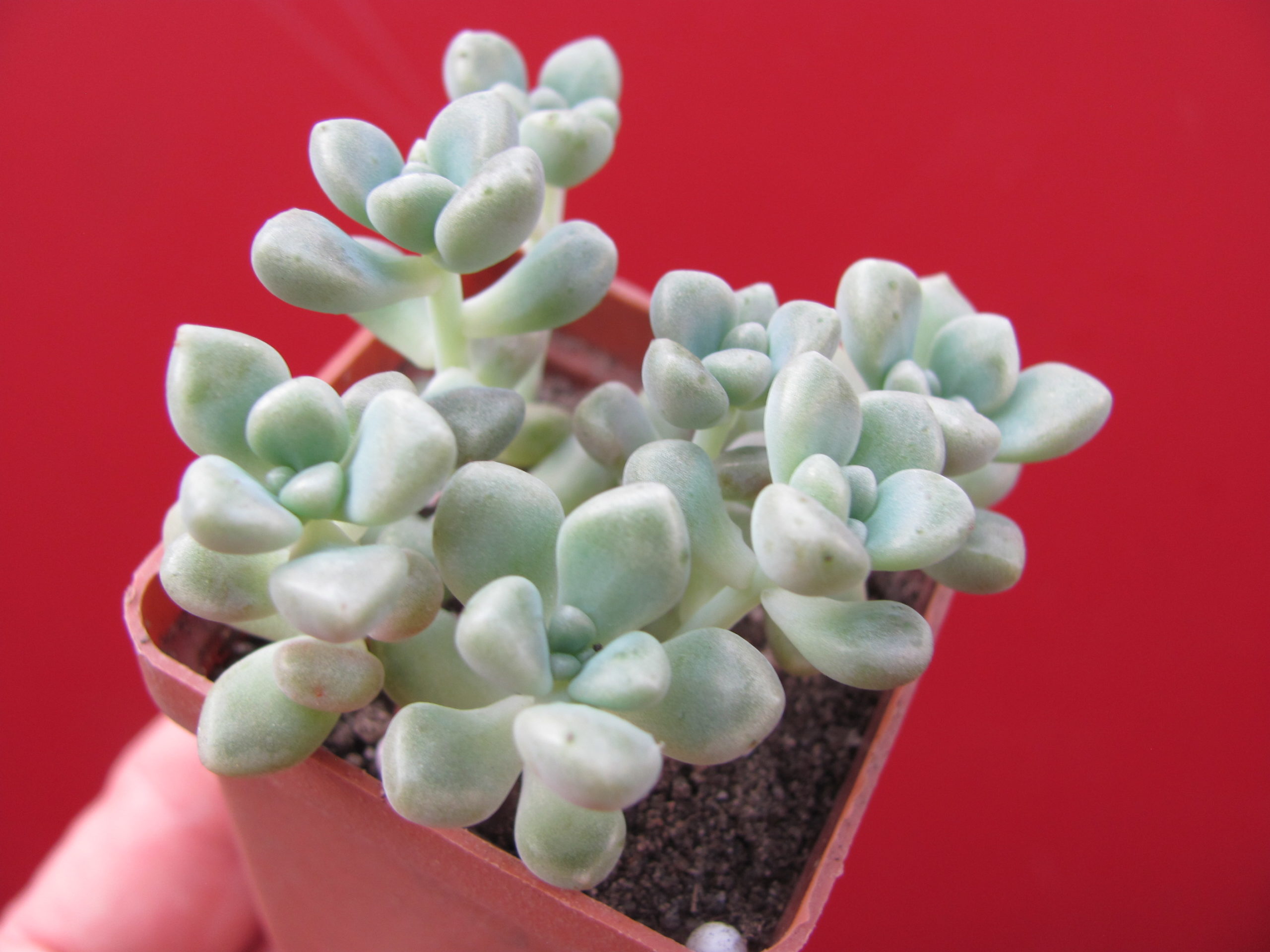 Sedum   Mendosae