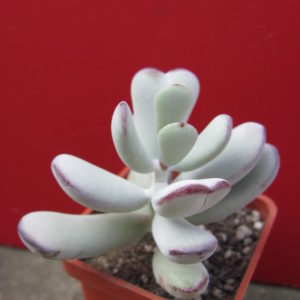 Cotyledon    orbiculata   Oophylla