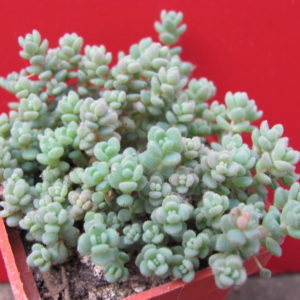 Sedum    dasyphyllum