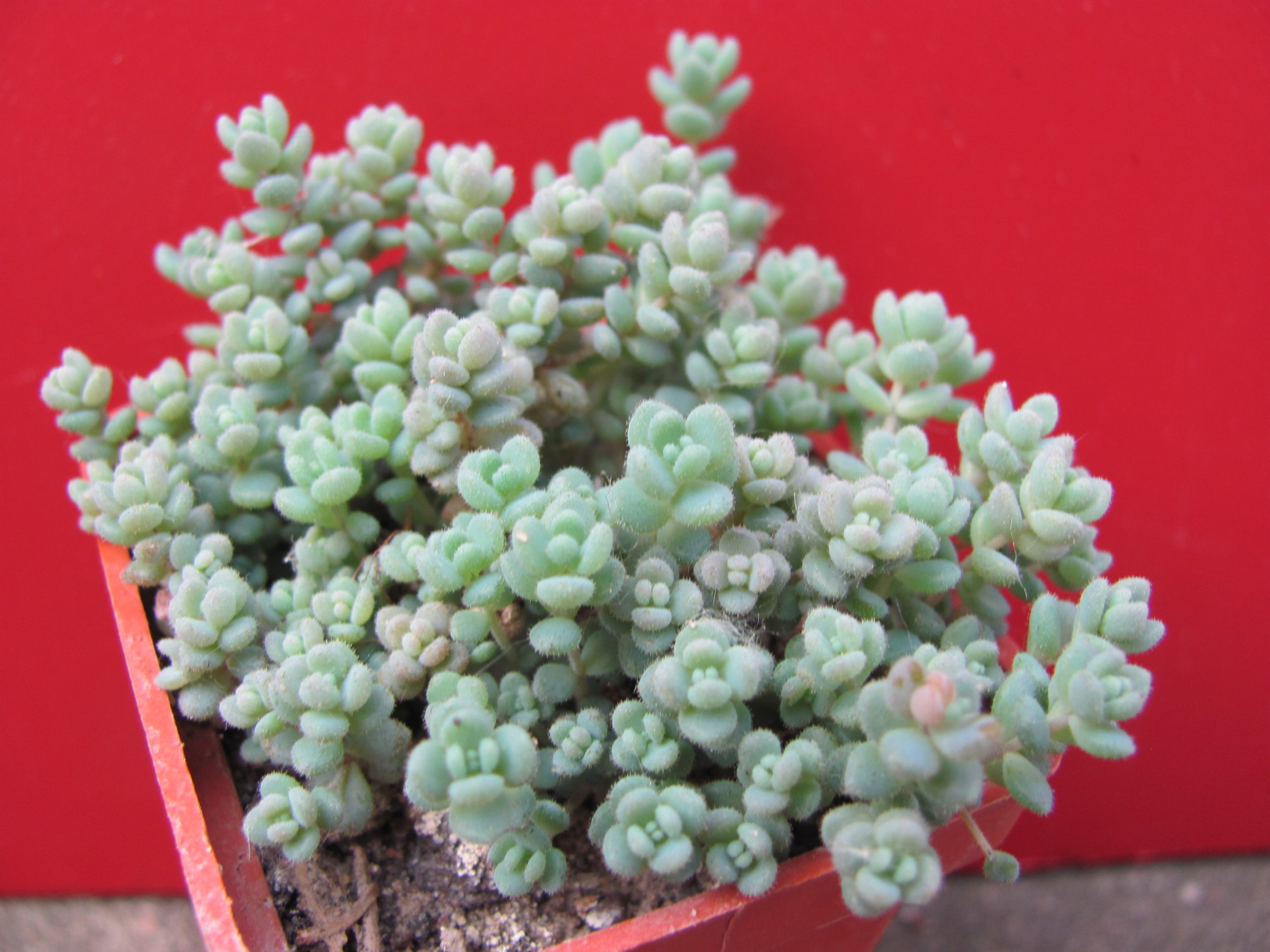 Sedum    dasyphyllum