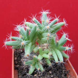 Trichodiadema   densum