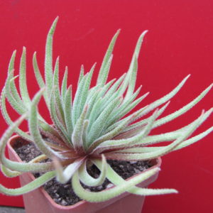 Crassula    hirta    *Mossel   Bay*