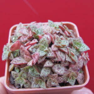 Crassula   picturata