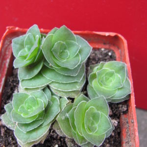 Crassula   hemisphaerica