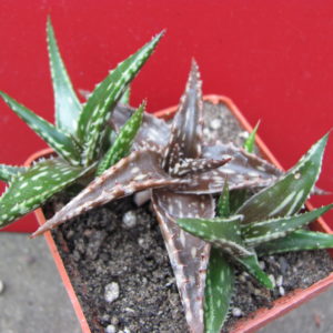 Aloe   jucunda