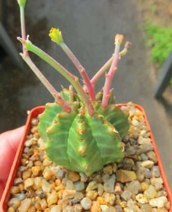 euphorbia valida