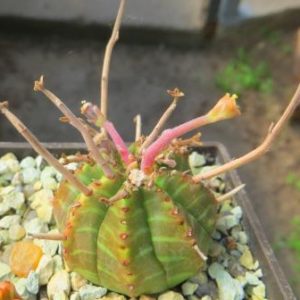 euphorbia valida