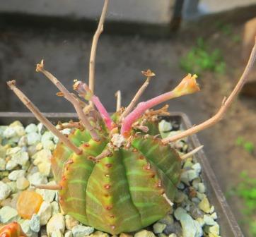 euphorbia valida