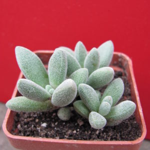 Crassula   namaguensis
