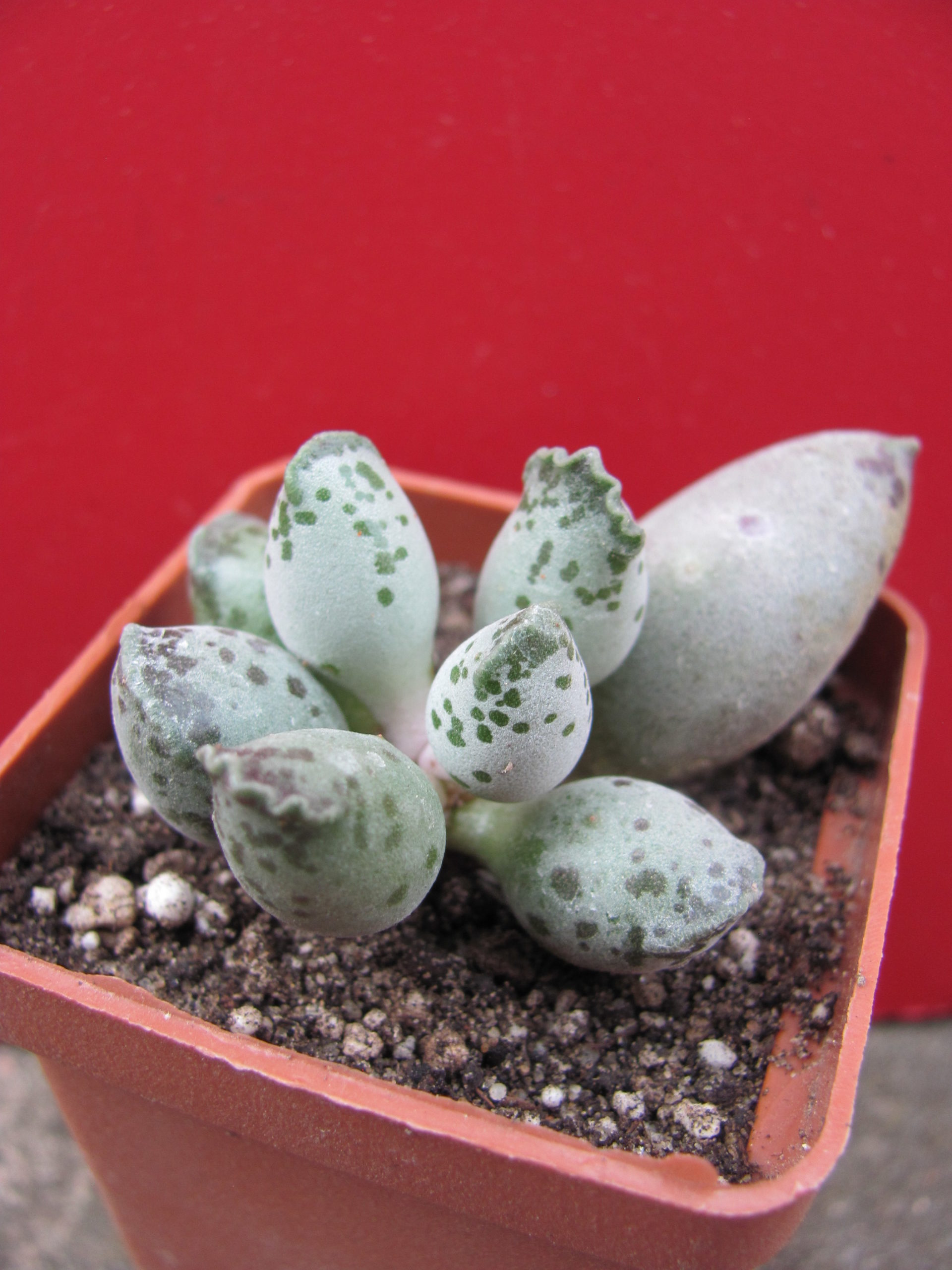 Adromischus   Silver  Tubes