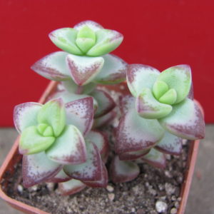 Crassula   perforata   *Aiboshi*