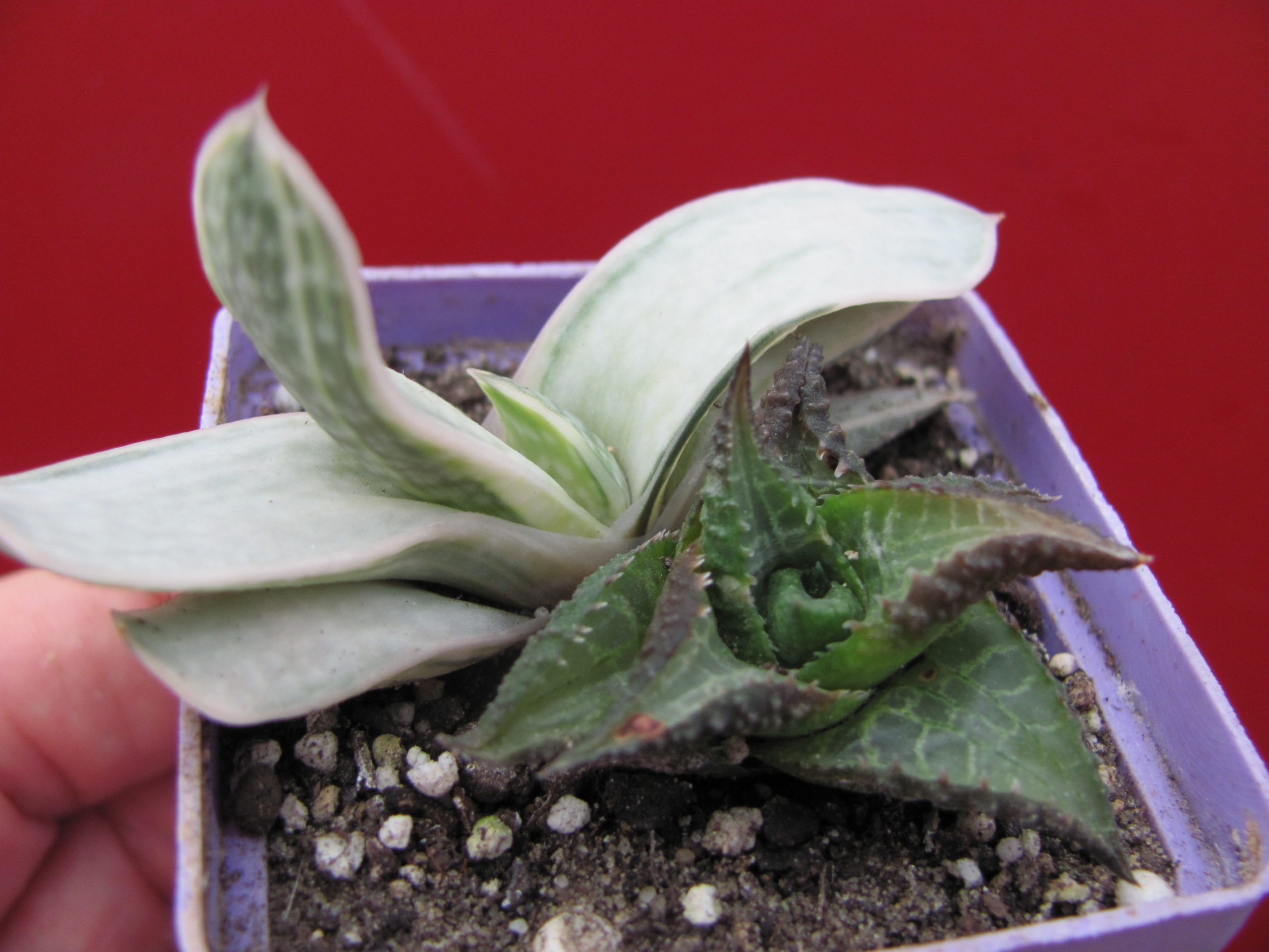Haworthia  + Gasteria