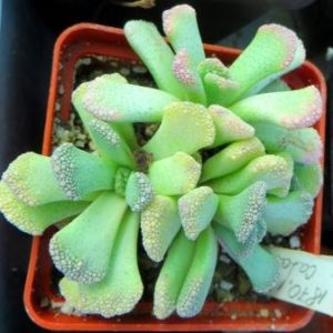 titanopsis calcarea