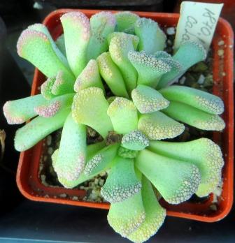 titanopsis calcarea