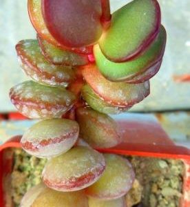 adromischus subdistichus