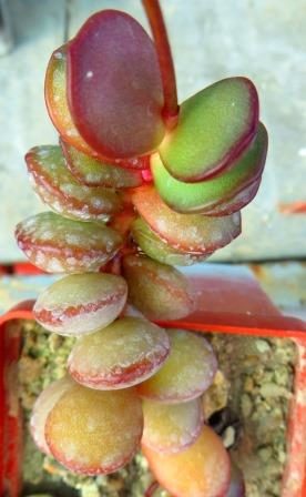 adromischus subdistichus