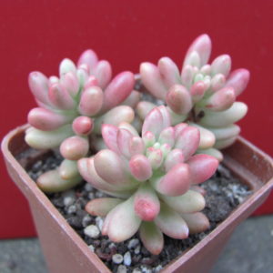Sedum   Aurora