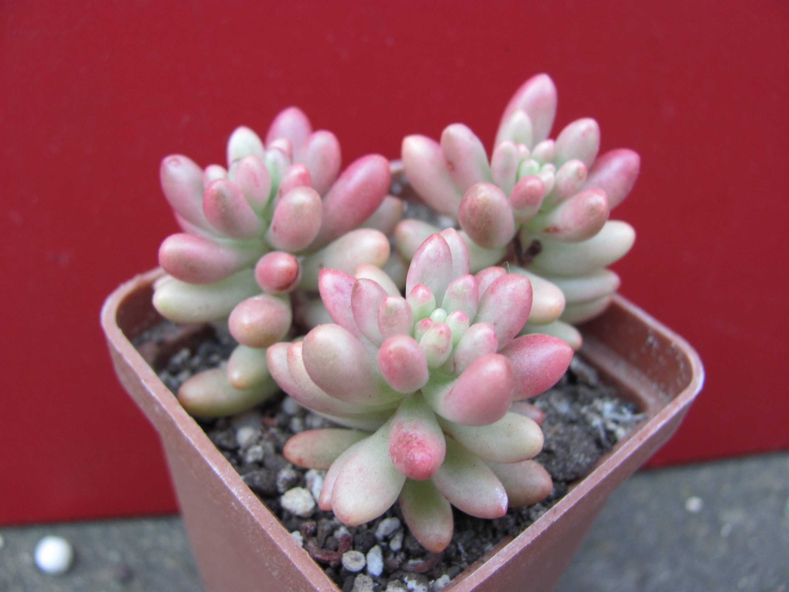Sedum   Aurora