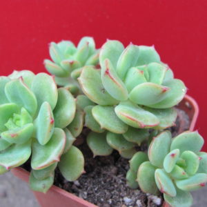 Sedeveria     Pudgy