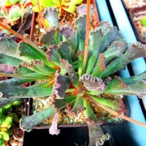 adromischus marianae hybrid Бельгия