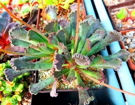 adromischus marianae hybrid Бельгия