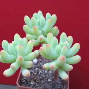 Sedum   pachyphyllum