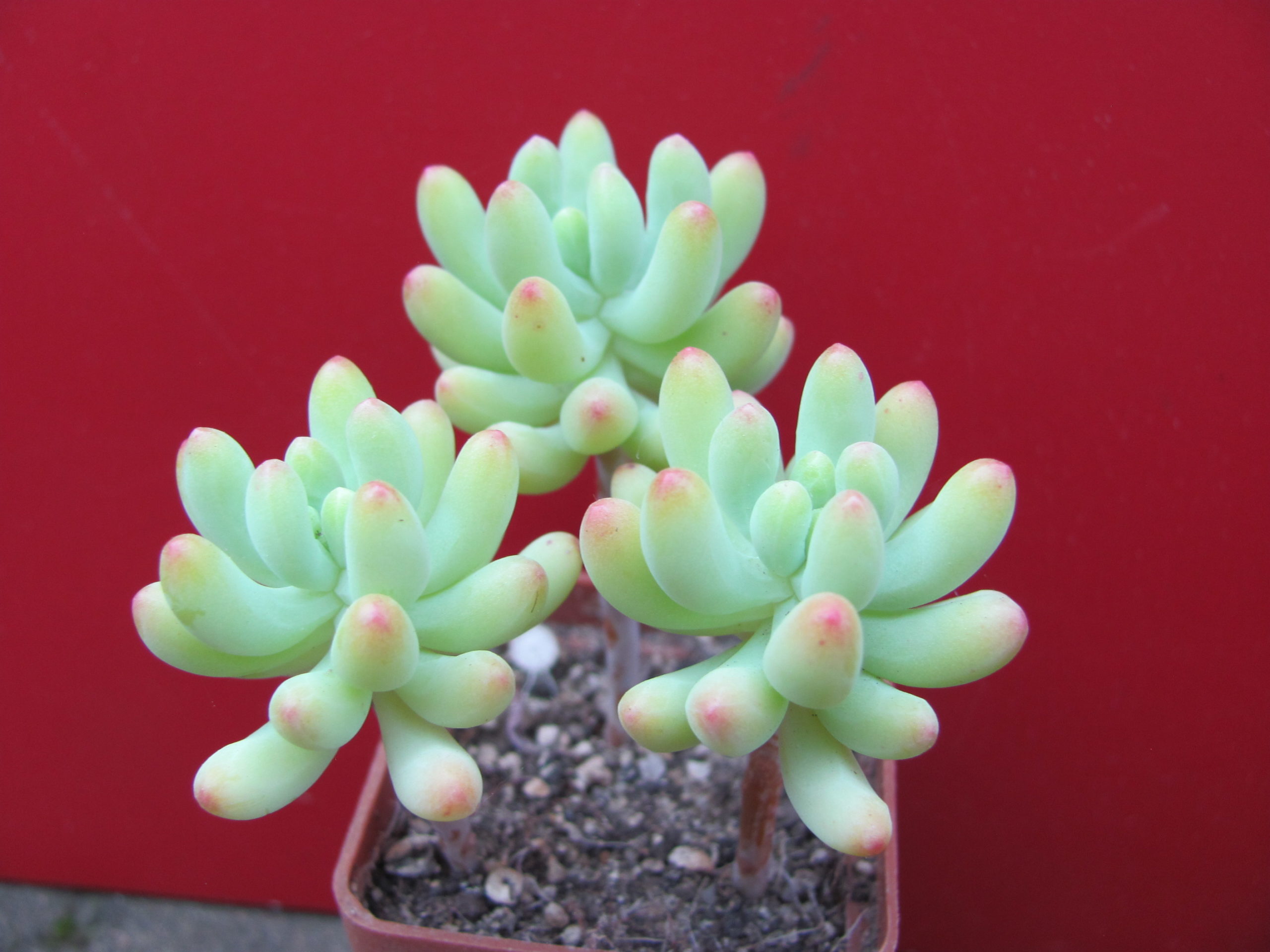 Sedum   pachyphyllum